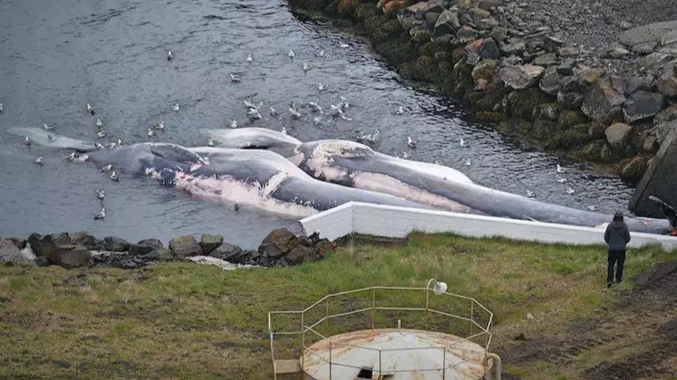 Iceland Will Not Be Killing Any Whales This Year 