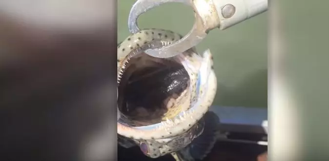 Guy Catches Fish, Finds Snake Inside Its Mouth