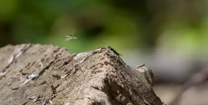 The Met Office picked up a huge swarm of flying ants on its radar.