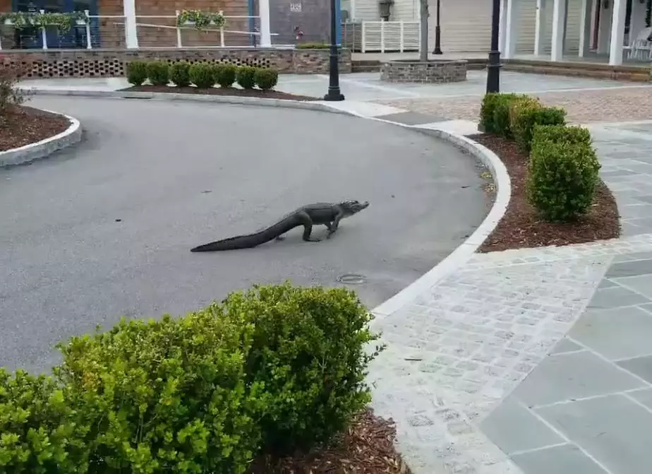 An alligator was spotted in an abandoned retail park.