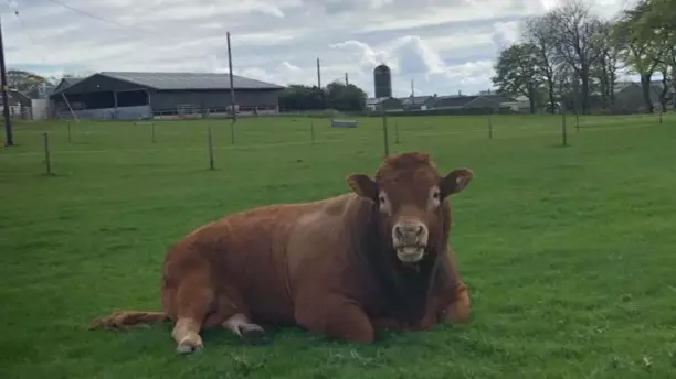 Bull Cuts Off Power To 800 Homes Scratching 'Itchy Bum' On Electricity Pole