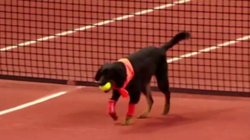 Brazilian Open Use Shelter Dogs As Ballboys And It's The Best Thing Ever