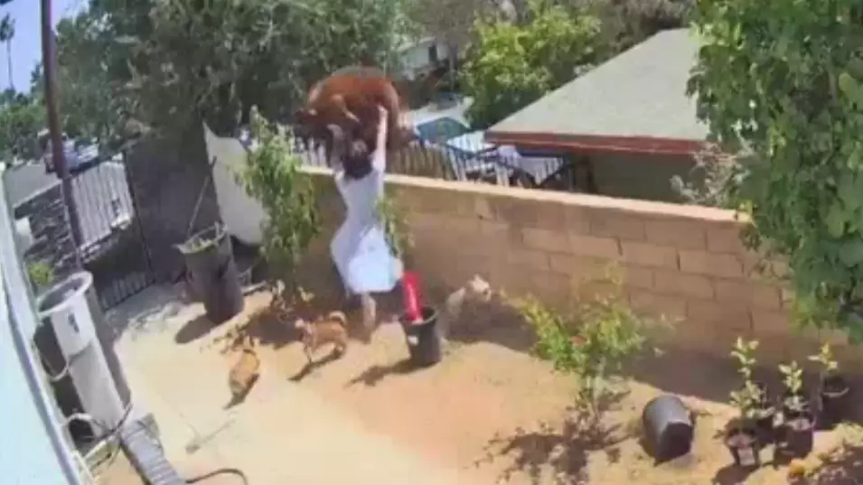 Footage Shows Moment Woman 'Yeeted' Bear Off Wall To Save Her Dogs