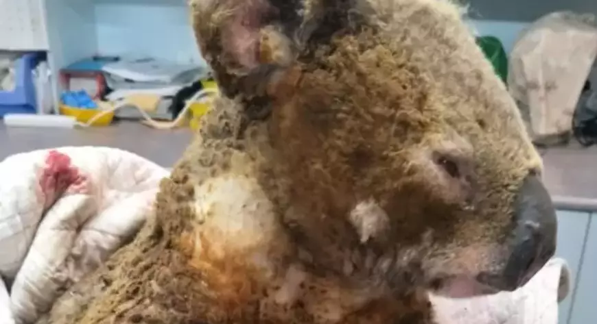 Dozens of koala have been injured in the fires.