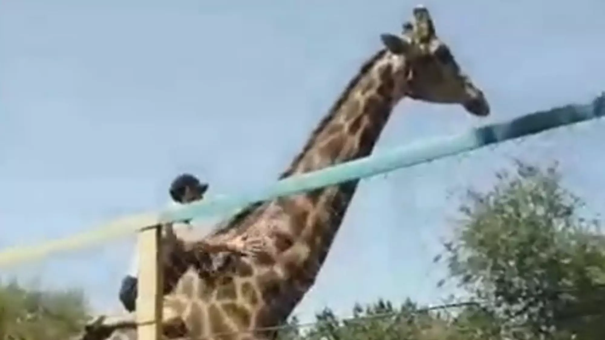 Man Leaps Over Fence To Ride Giraffe At Zoo In Kazakhstan