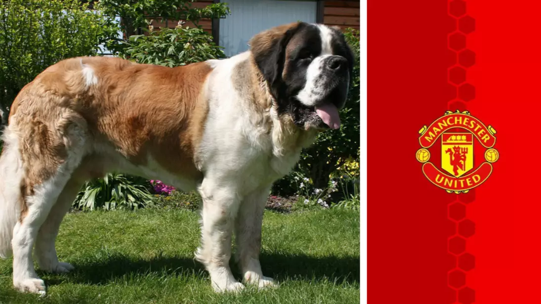 A Lost St Bernard Is The Reason Manchester United Exists