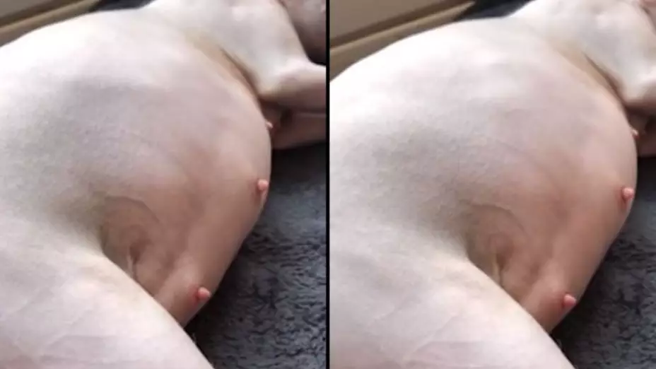 Sphynx Kittens Visible In Stomach Of Pregnant Mother