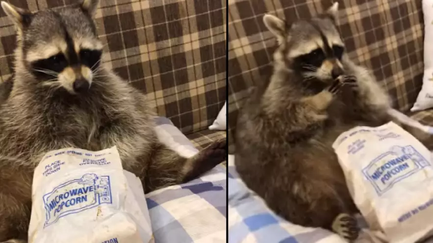Raccoon Lives His Best Life Sitting Back Eating Snacks While Watching Football