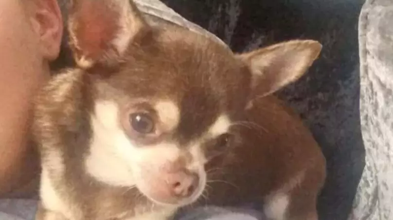 Experts Say Bone Found On Roof Isn't From Gizmo The Chihuahua