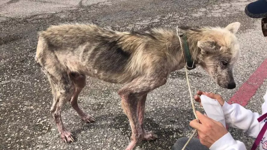 Husky Starved By Owner Undergoes Incredible Transformation