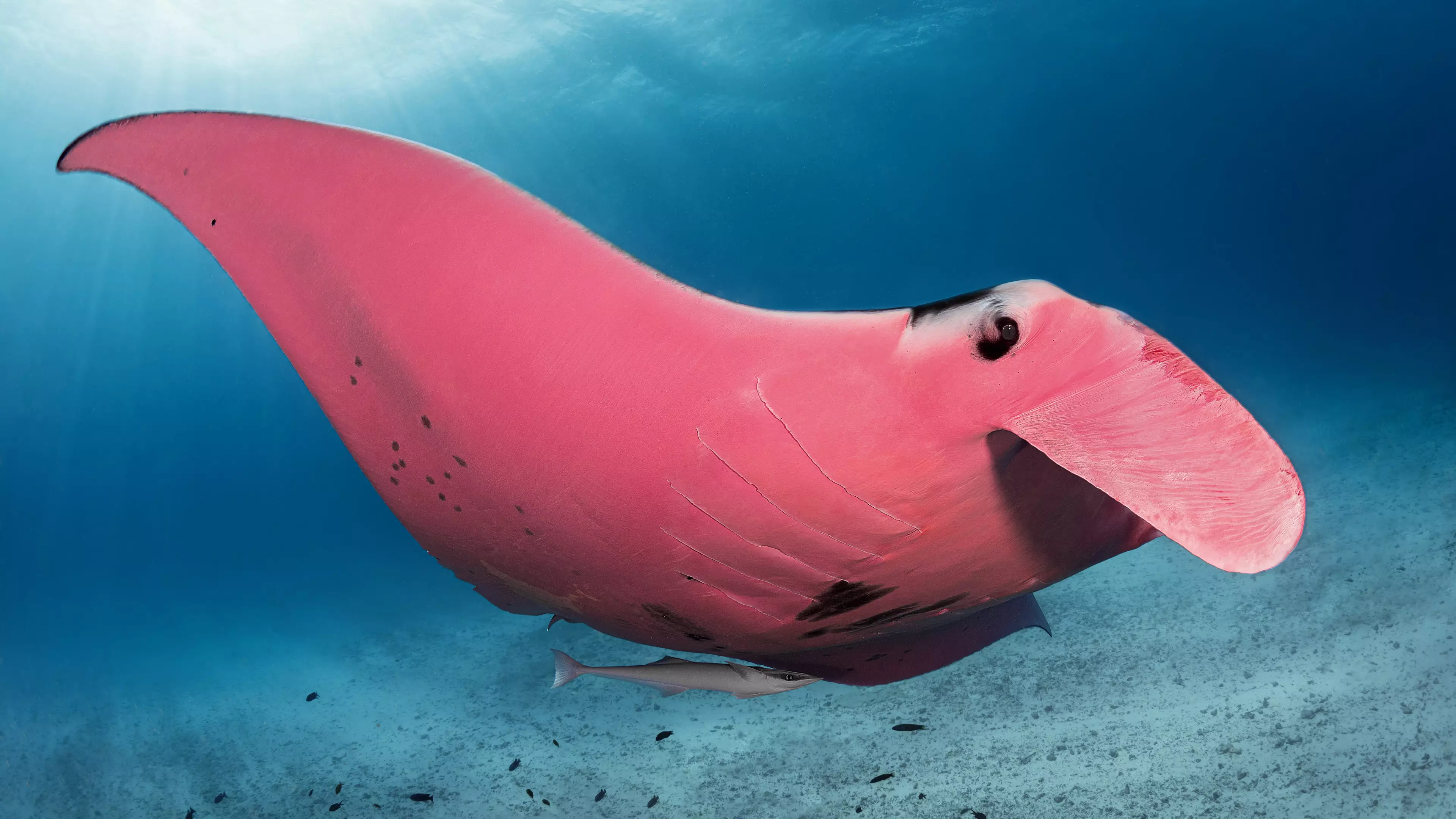 Photographer Captures Beautiful Snaps Of World's Only Pink Manta Ray