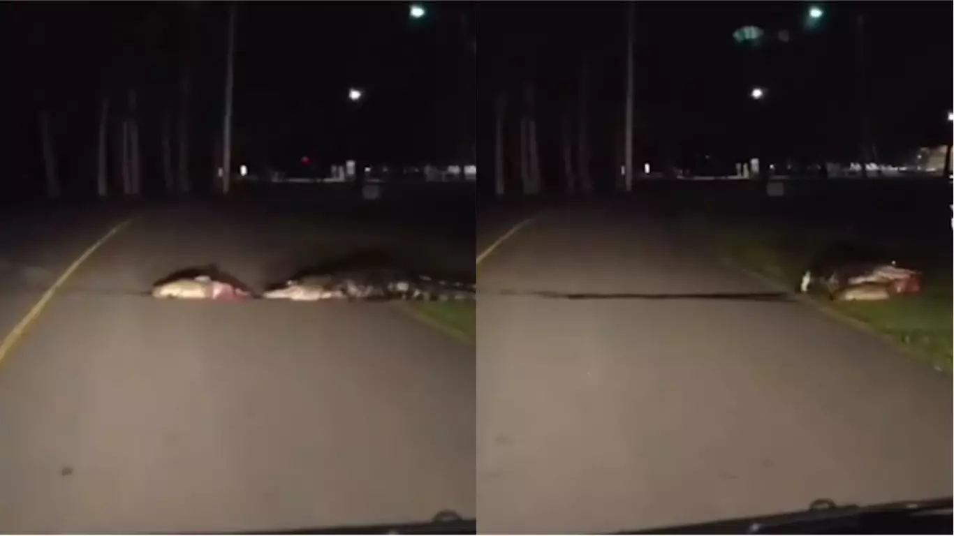 ​Nine Foot Alligator Filmed Dragging Bloody Carcass Across Road