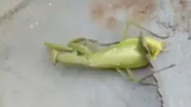 Horrifying Creature Filmed Emerging From Praying Mantis Corpse