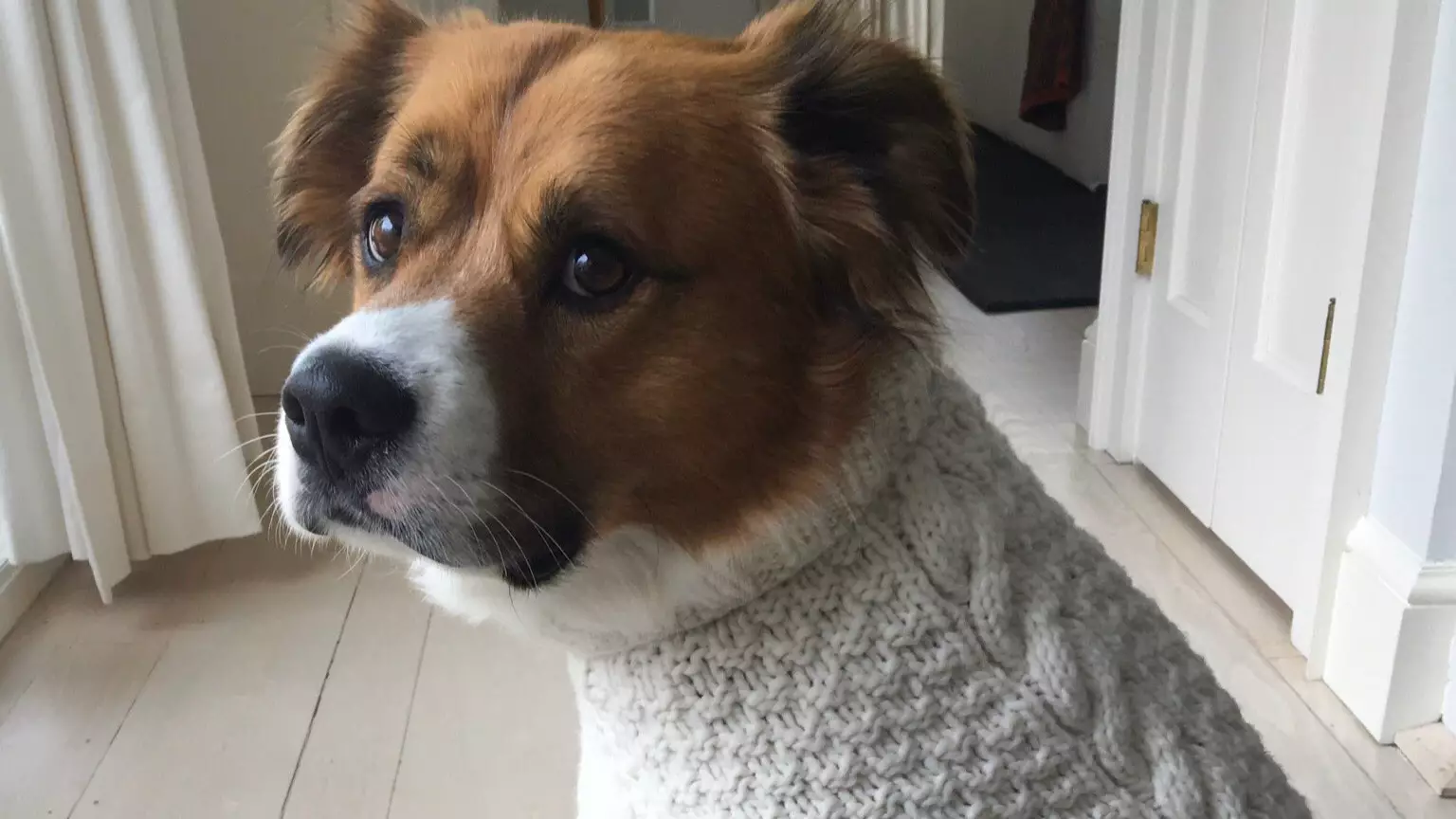 ​Chris Evans Puts Dog In Knives Out-Style Cable Knit Sweater, Internet Suitably Impressed