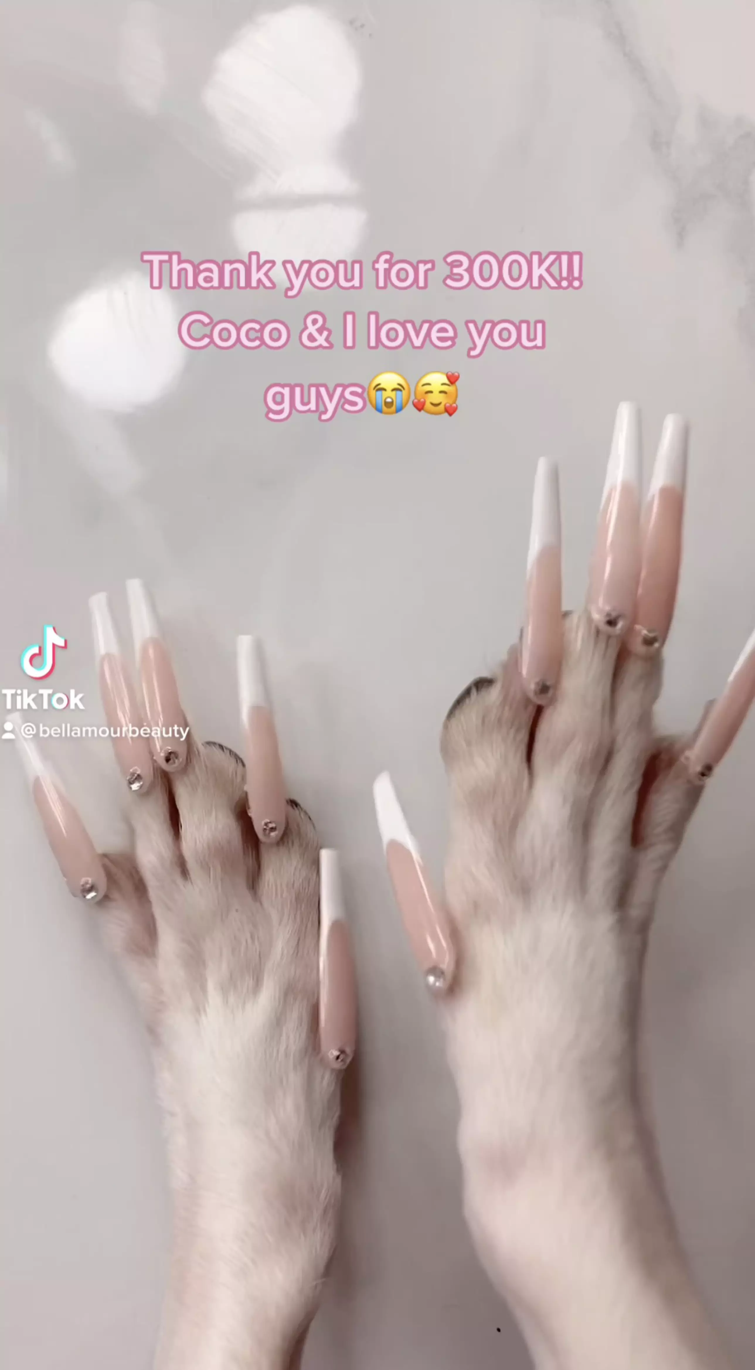 Coco the Chihuahua has gone viral on TikTok (