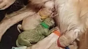 Golden Retriever Gives Birth To Green Puppy And It Has Aptly Named Forest