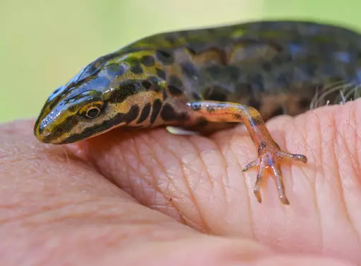 David Attenborough was a thrifty child and made money selling newts '