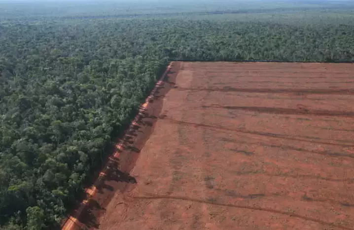 Large swathes of the Amazon is being turned into farmland.