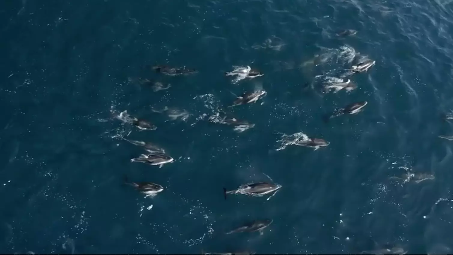 Footage Shows 1,500 Dolphins Playing With Baby Whale And Mother