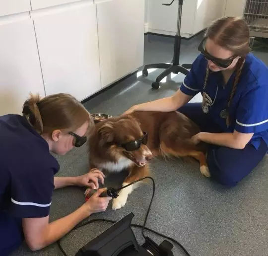 Chase was rushed straight to the vets when Sarah realised what had happened.