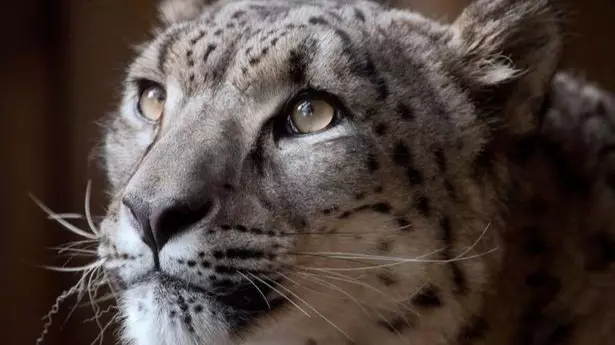 Snow Leopard Shot Dead After Escaping From UK Zoo