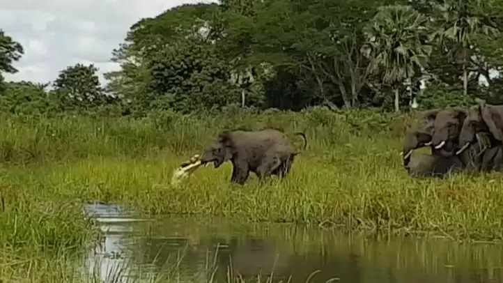 Someone Filmed A Fight Between An Elephant And A Crocodile 