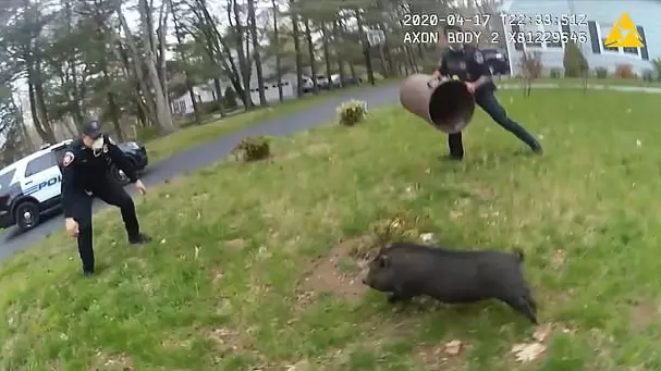 Police Officers Chase Escaped Pig Around A Garden For 45 Minutes