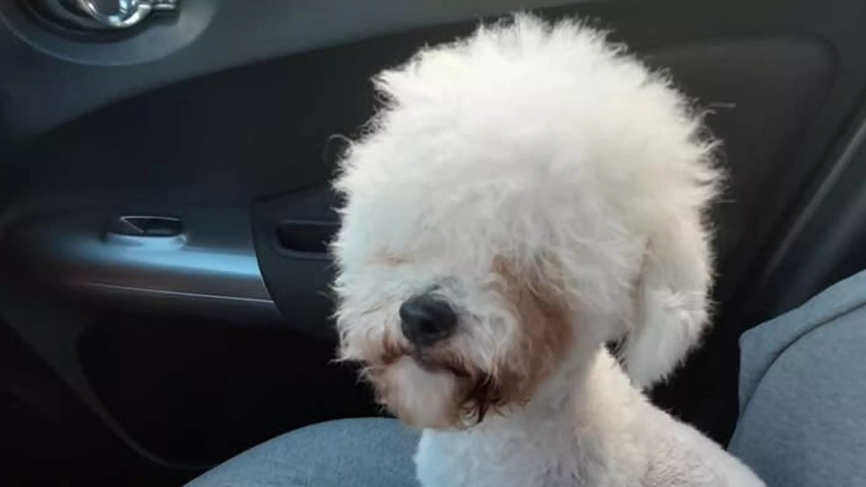 Dog Left Looking Like Alpaca After Snapping At Groomer During Fur Cut