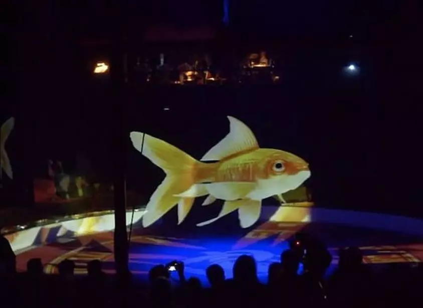 People are loving the idea of using projections of animals.