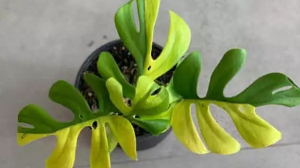 Rare House Plant With Four Green And Yelllow Leaves Sells For £4,000
