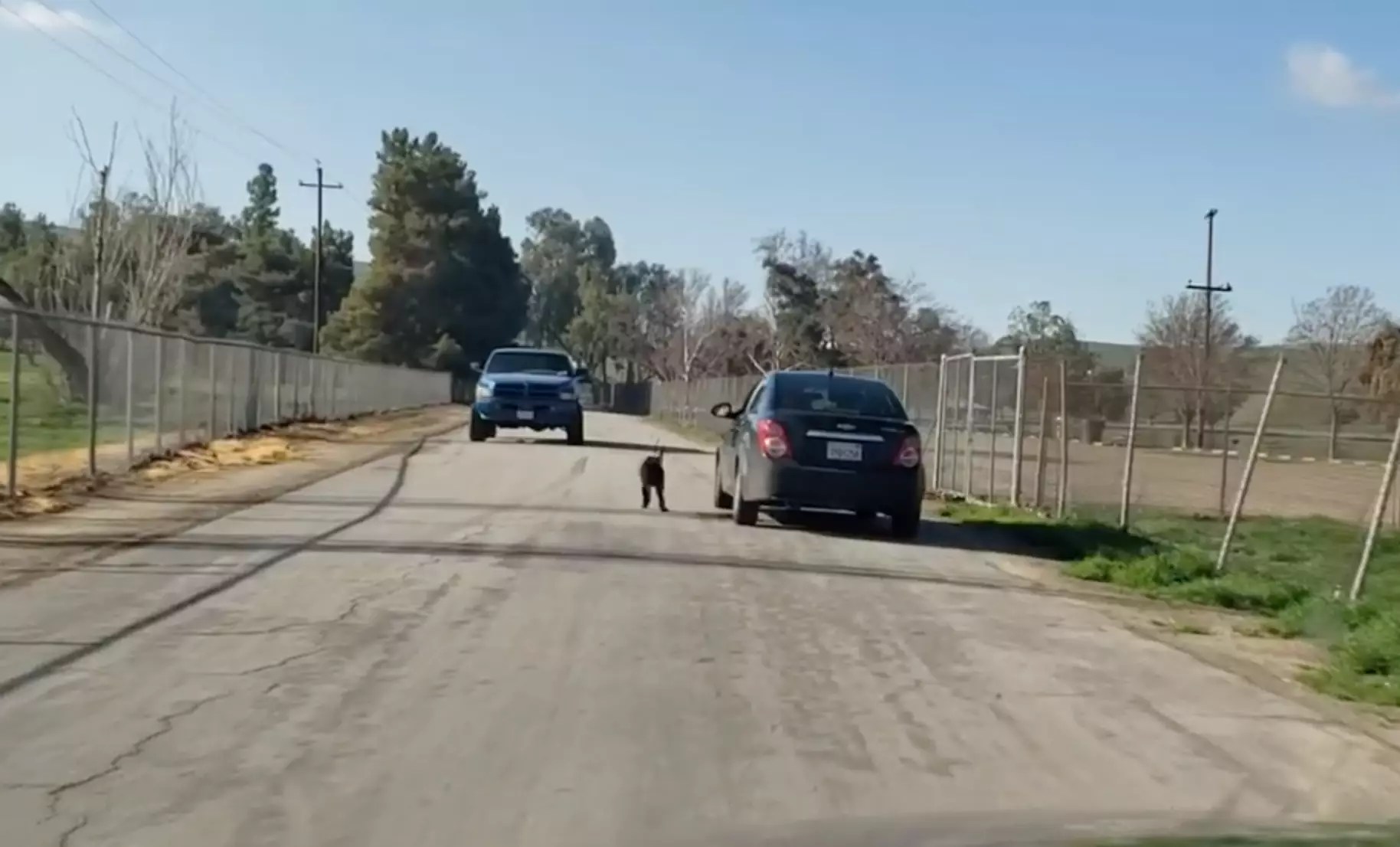 The dog was captured running after the vehicle.