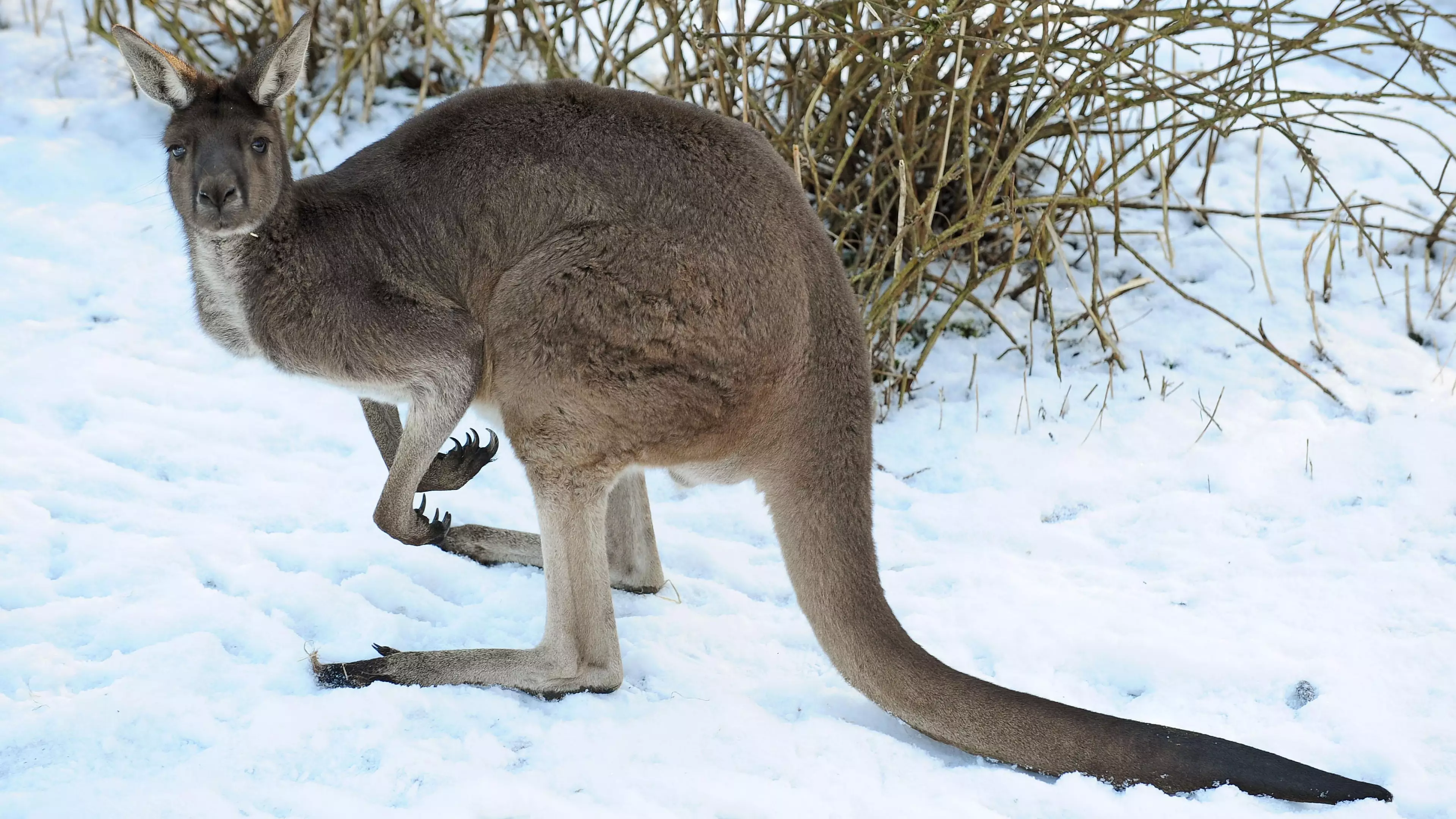 Cold Snap Set To Bring Australia Thunderstorms, Hail And Snow 