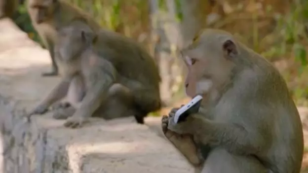 Rampaging Monkeys Turn Against Humans In Brutal Attacks