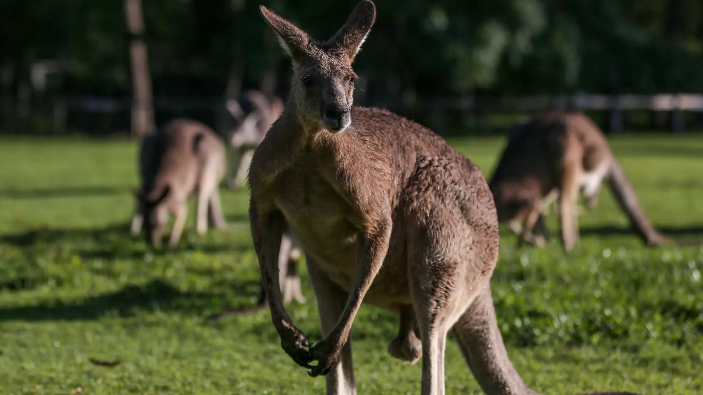 Two Men Charged With The Prolonged Torture Of A Kangaroo In NSW