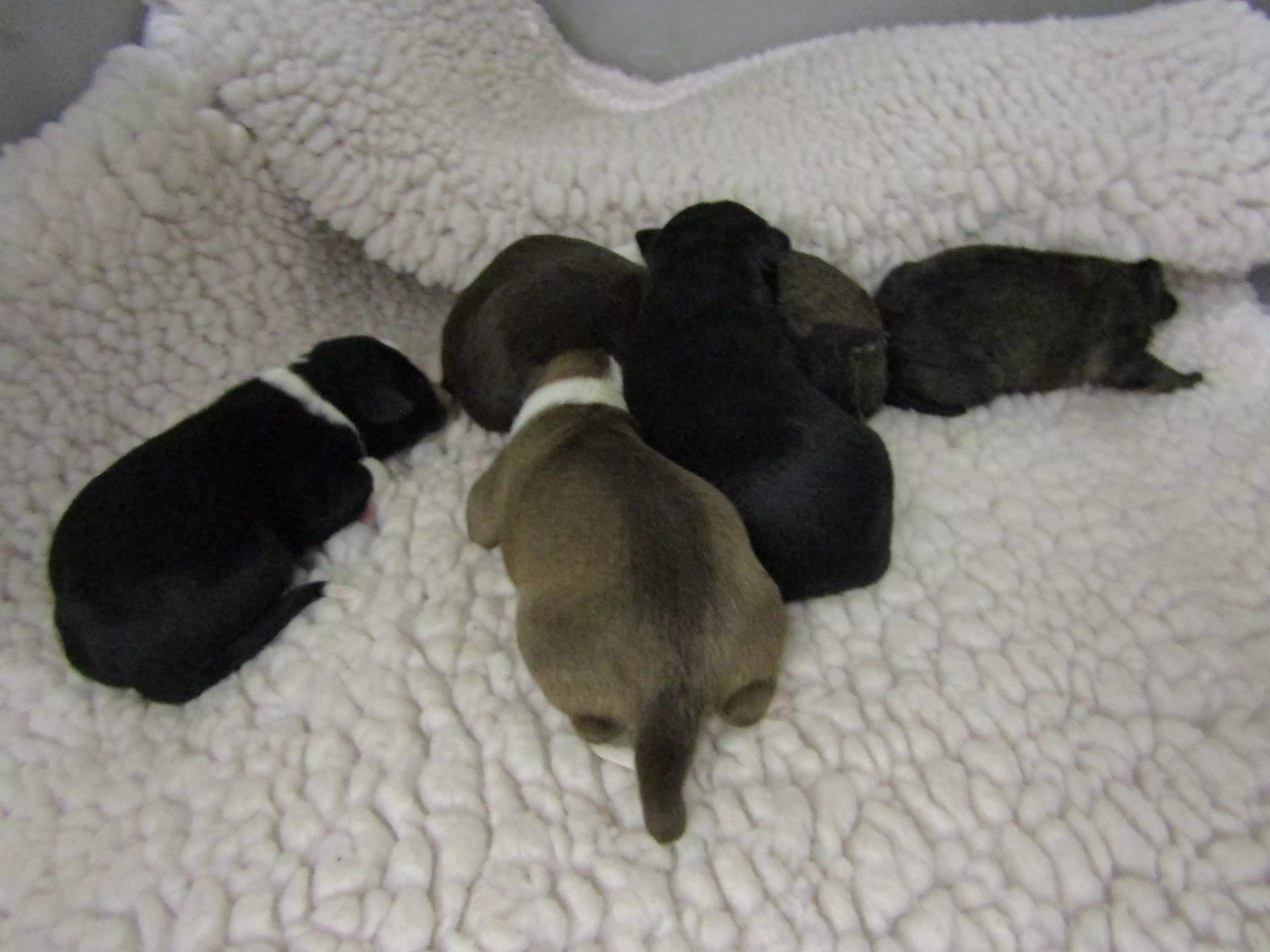 Her little puppies are Billy Ray, Dixie, Dolly, Dotty, June and Patsy. (