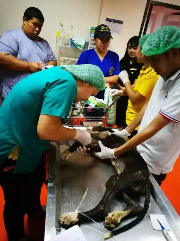 The pooches were rescued and treated by vets.