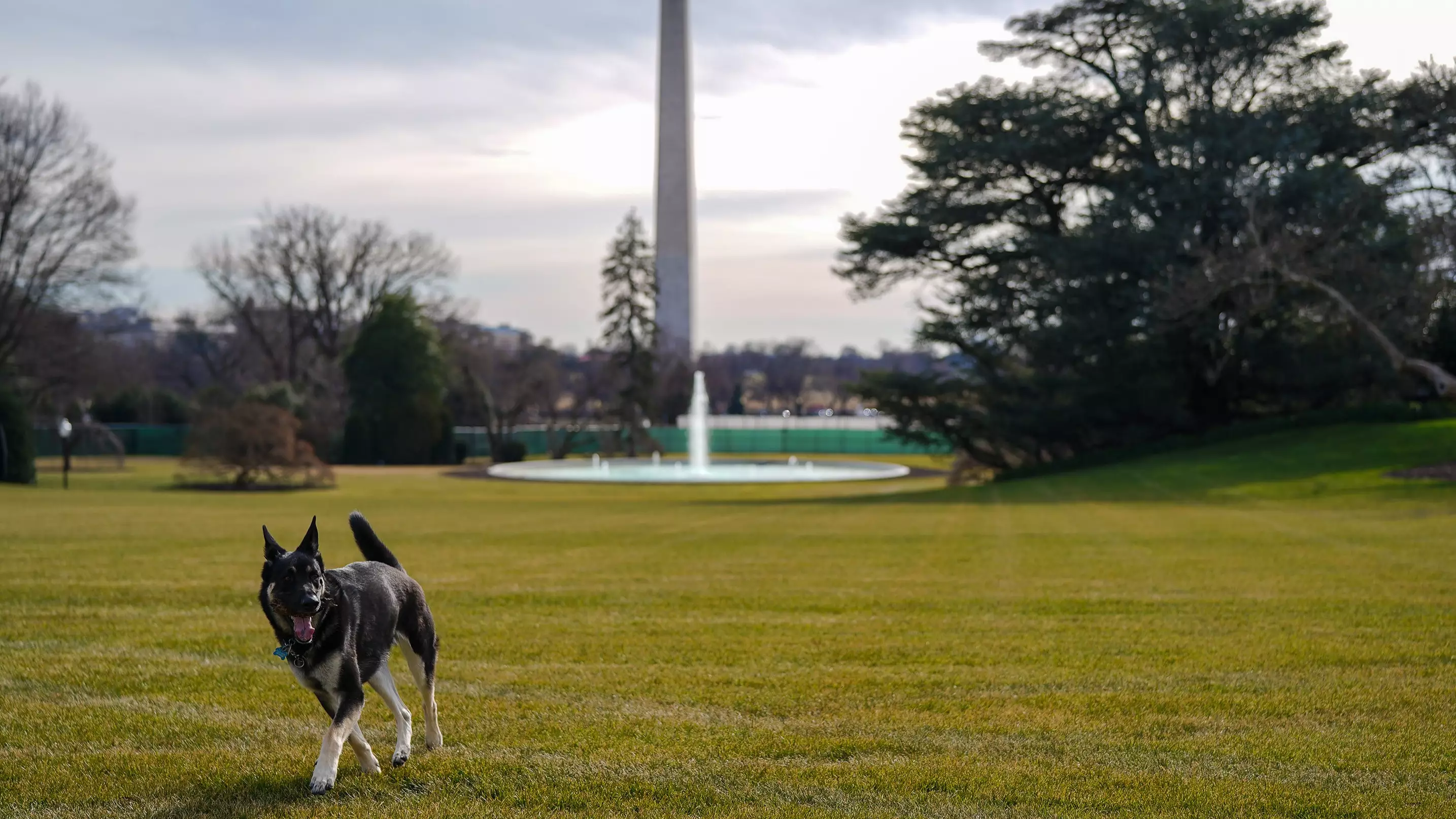 President Biden's Dogs Champ And Major Arrive At White House