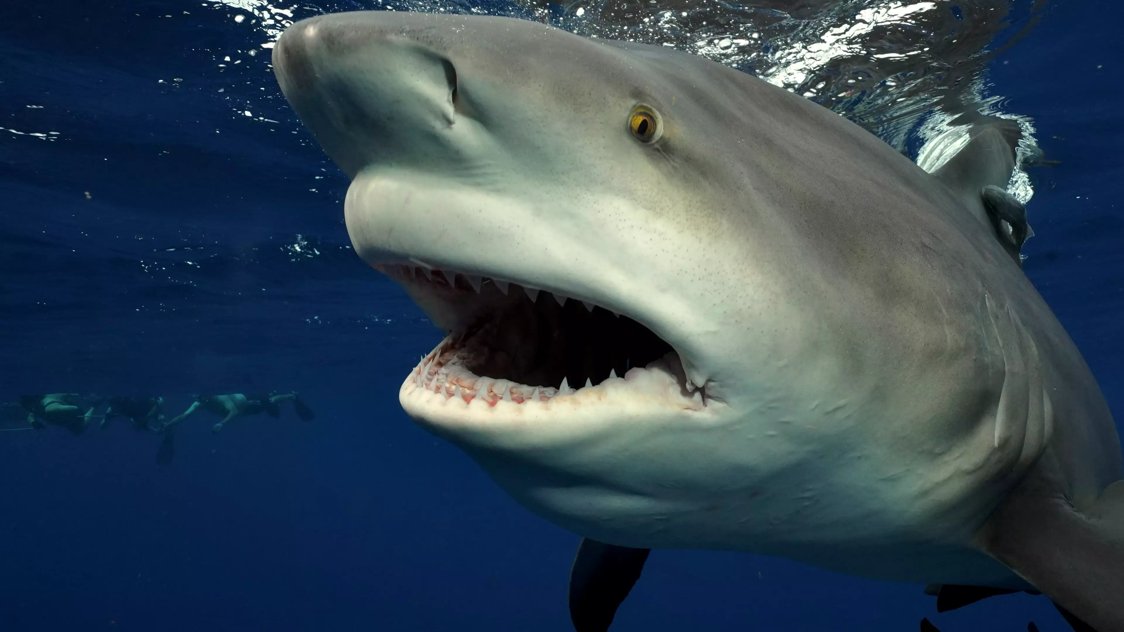 Diver Comes Face To Face With Gigantic Shark