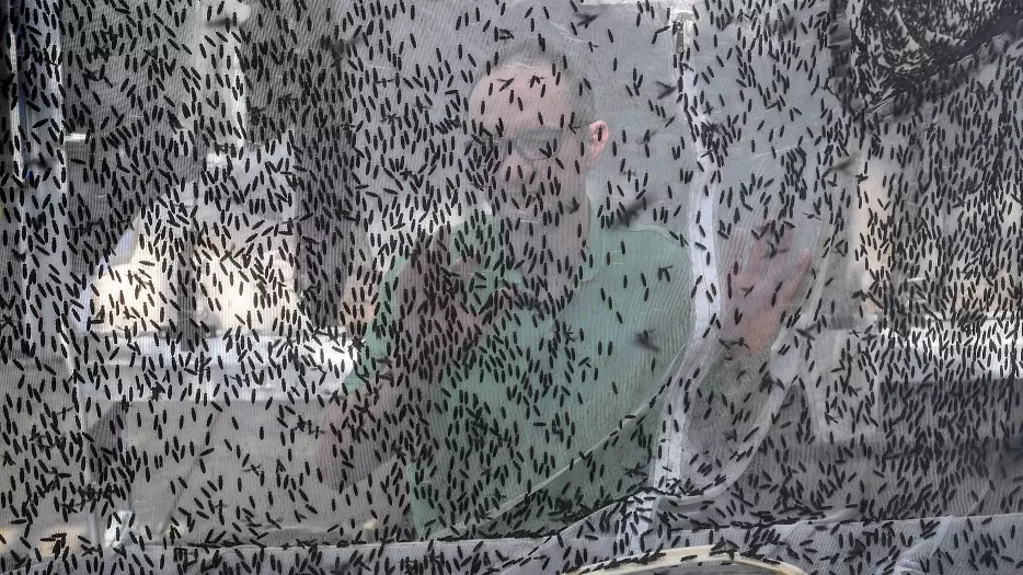 Swarms Of Bloodsucking Flies That Leave Huge Blisters Set To Cause Havoc