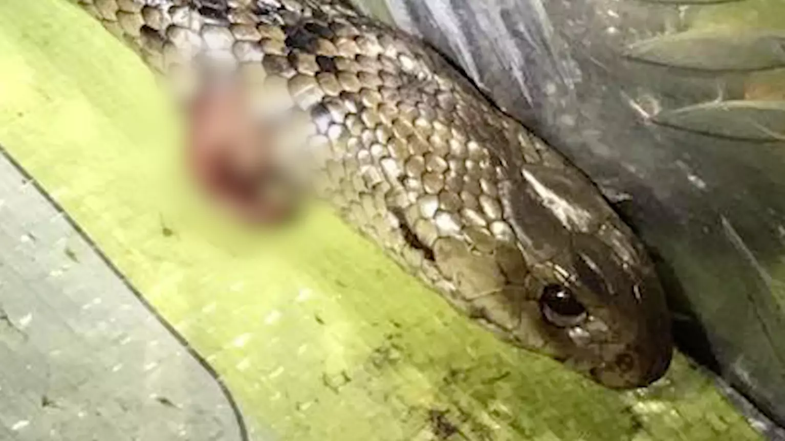 Aussie Ute Driver Uses Knife To Fight Off Snake While Doing 123km/h Down Highway