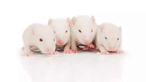 Human Head Transplants Move A Step Closer As Rat Test Prove Successful