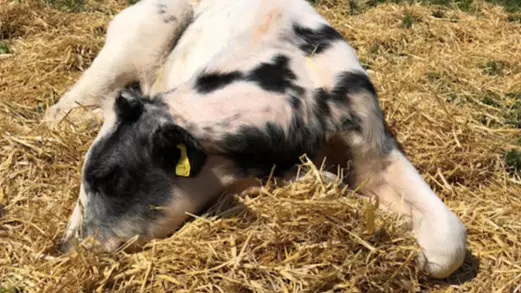 Baby Calf Dies After Eating Birthday Balloon That Fell In Her Field