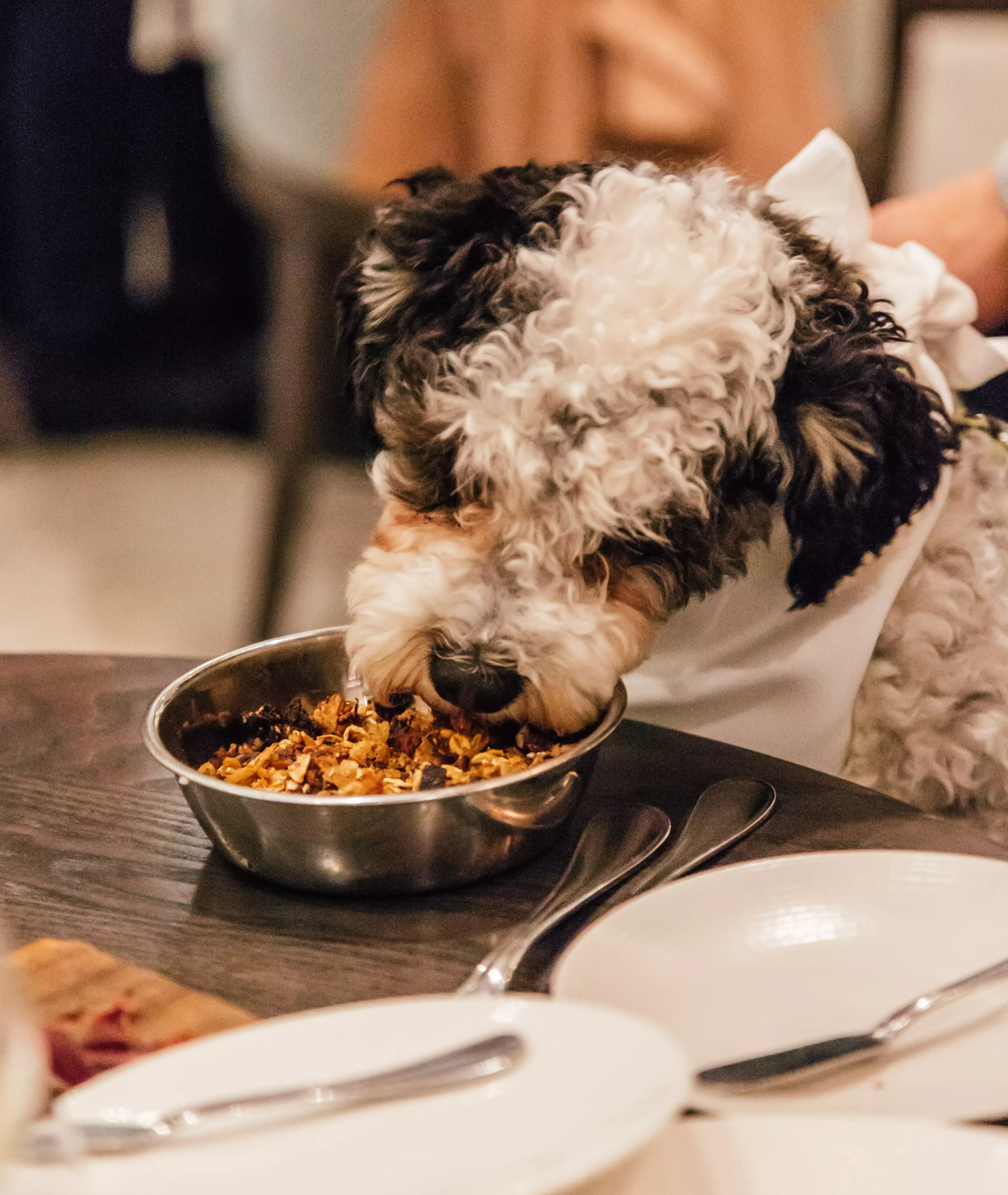 Your dog will enjoy black pudding granola or bone marrow risotto at the brunch (