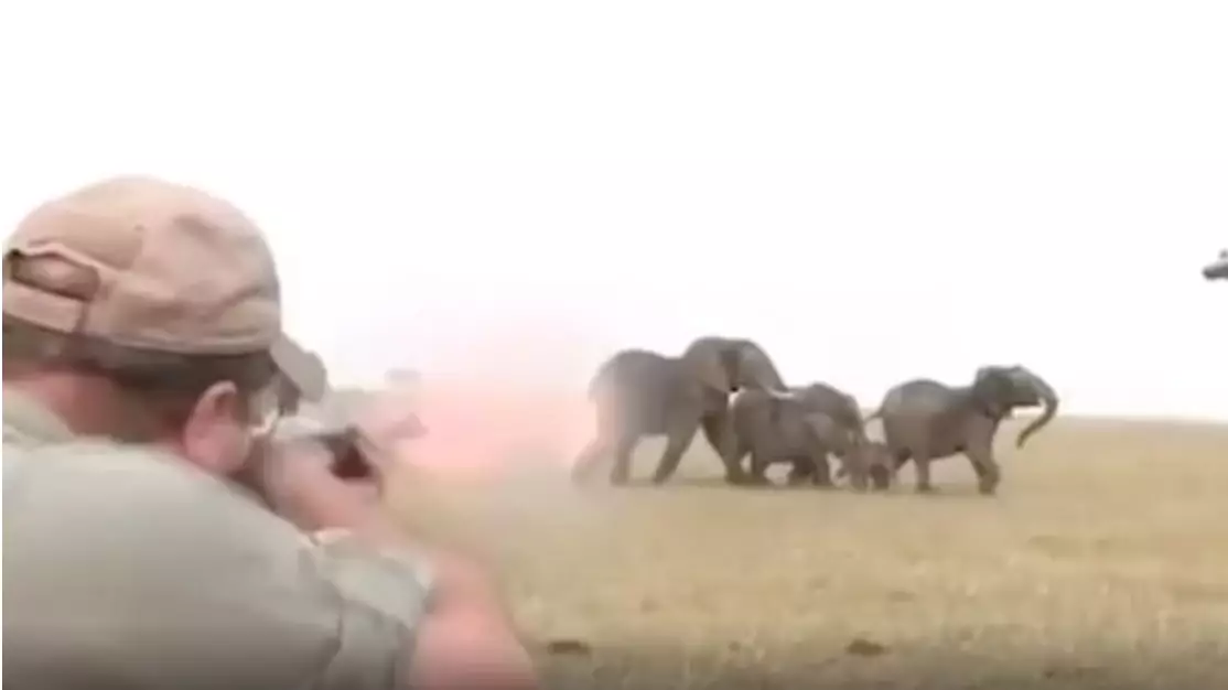 Elephants Charge At Hunters After They Shoot One Of The Herd From Close Range