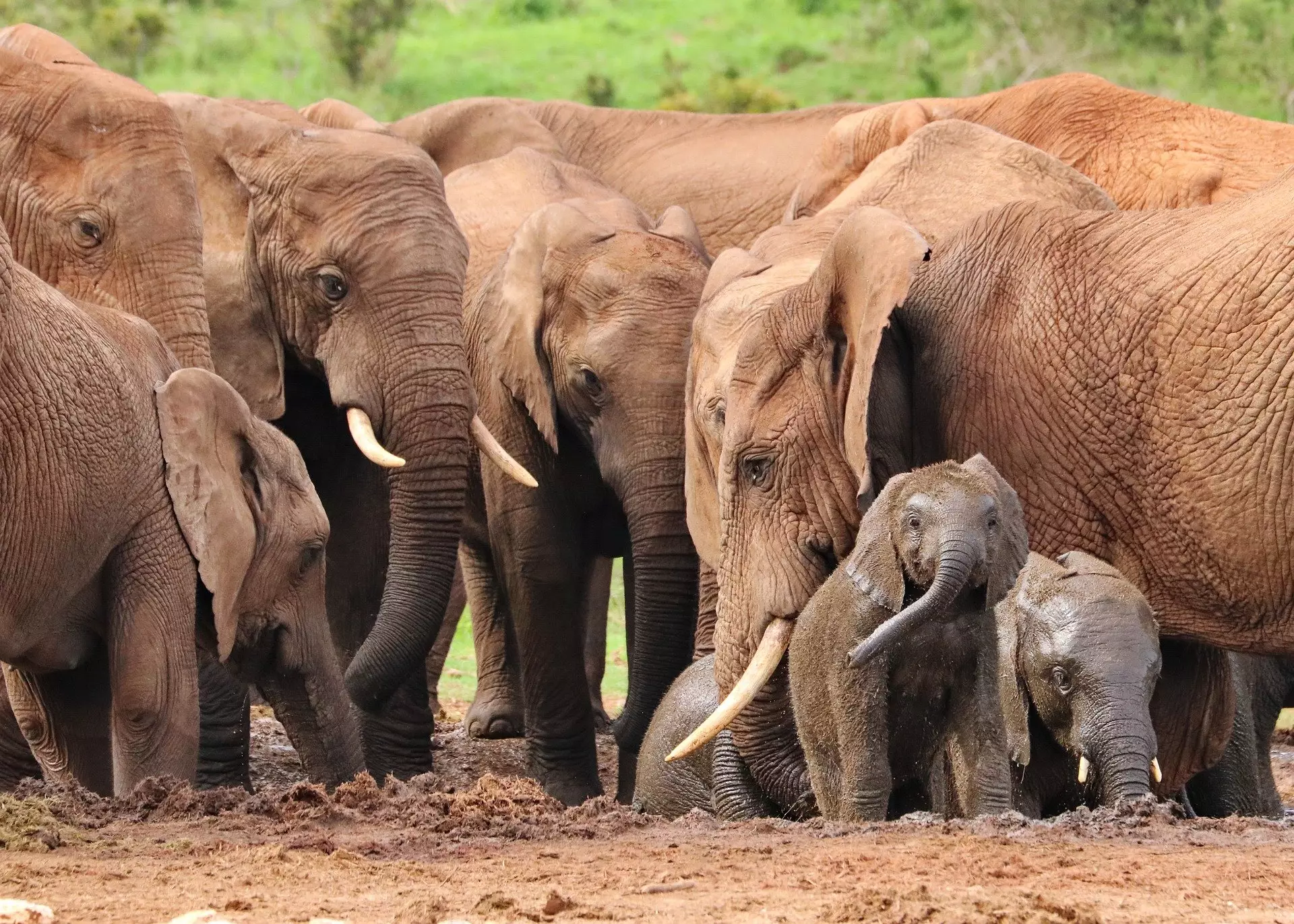By the early 1990s, the total number of savannah and forest elephants in the entire country was estimated to be less than 360. (