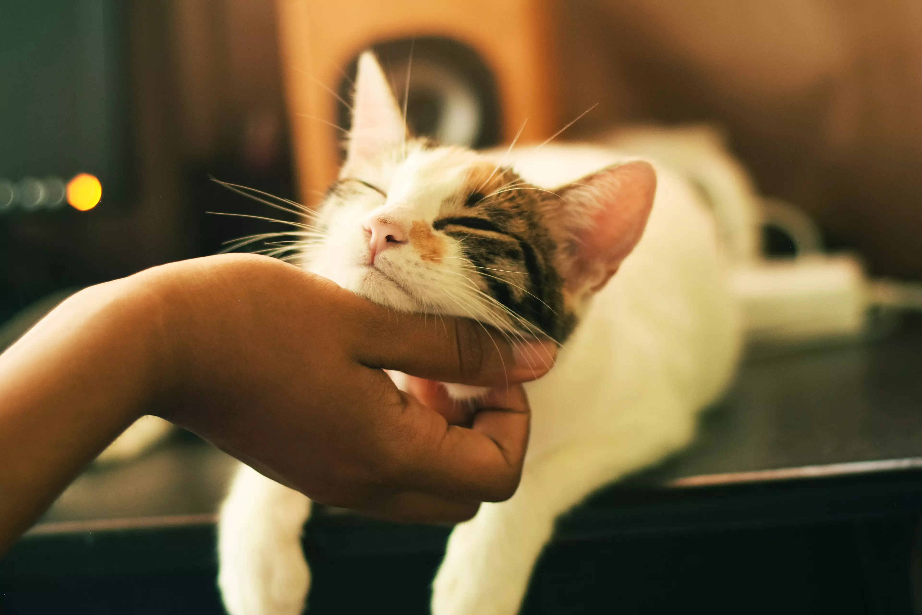 A cat enjoying a chin tickle from its owner. (