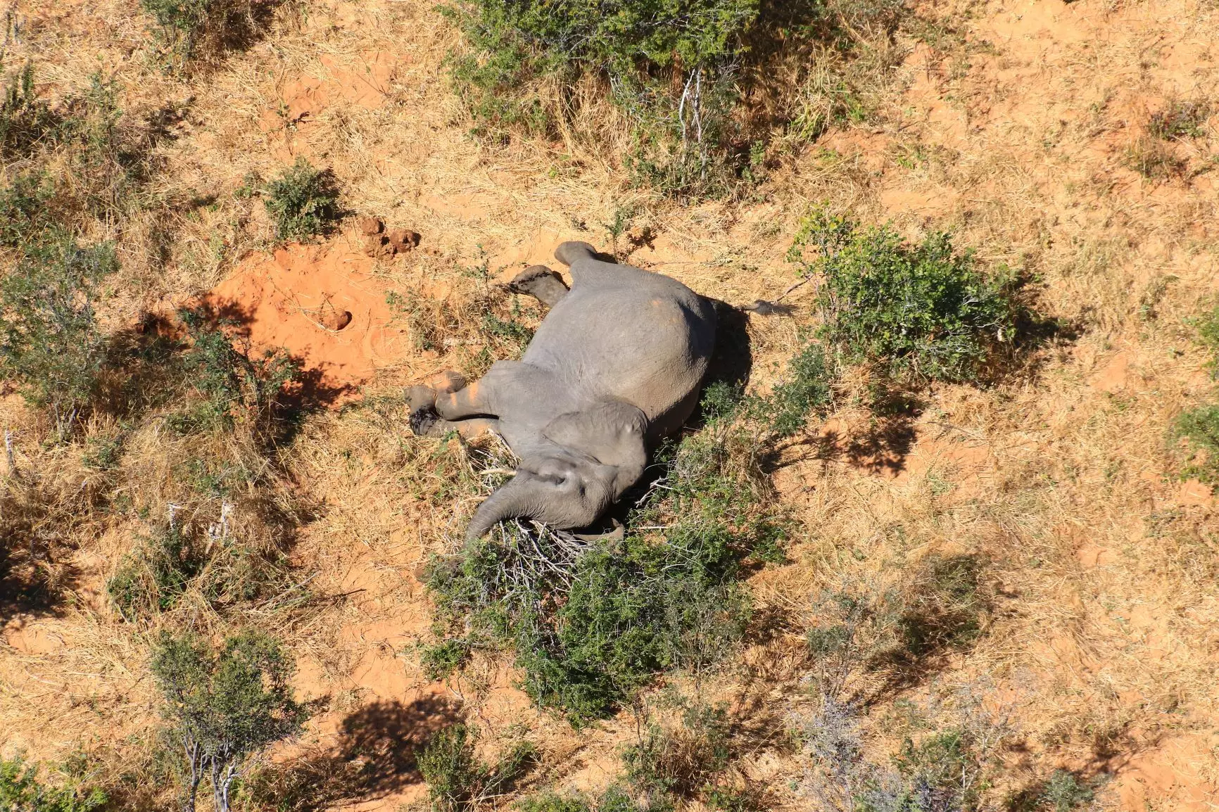 An investigation has been launched into the cause of death for 11 elephants in Zimbabwe.