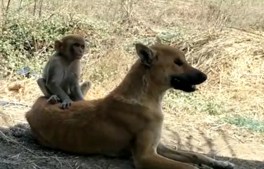 The dog and monkey are inseparable.