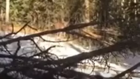Lone Hunter Shoots After Coming Face-To-Face With Mountain Lion 
