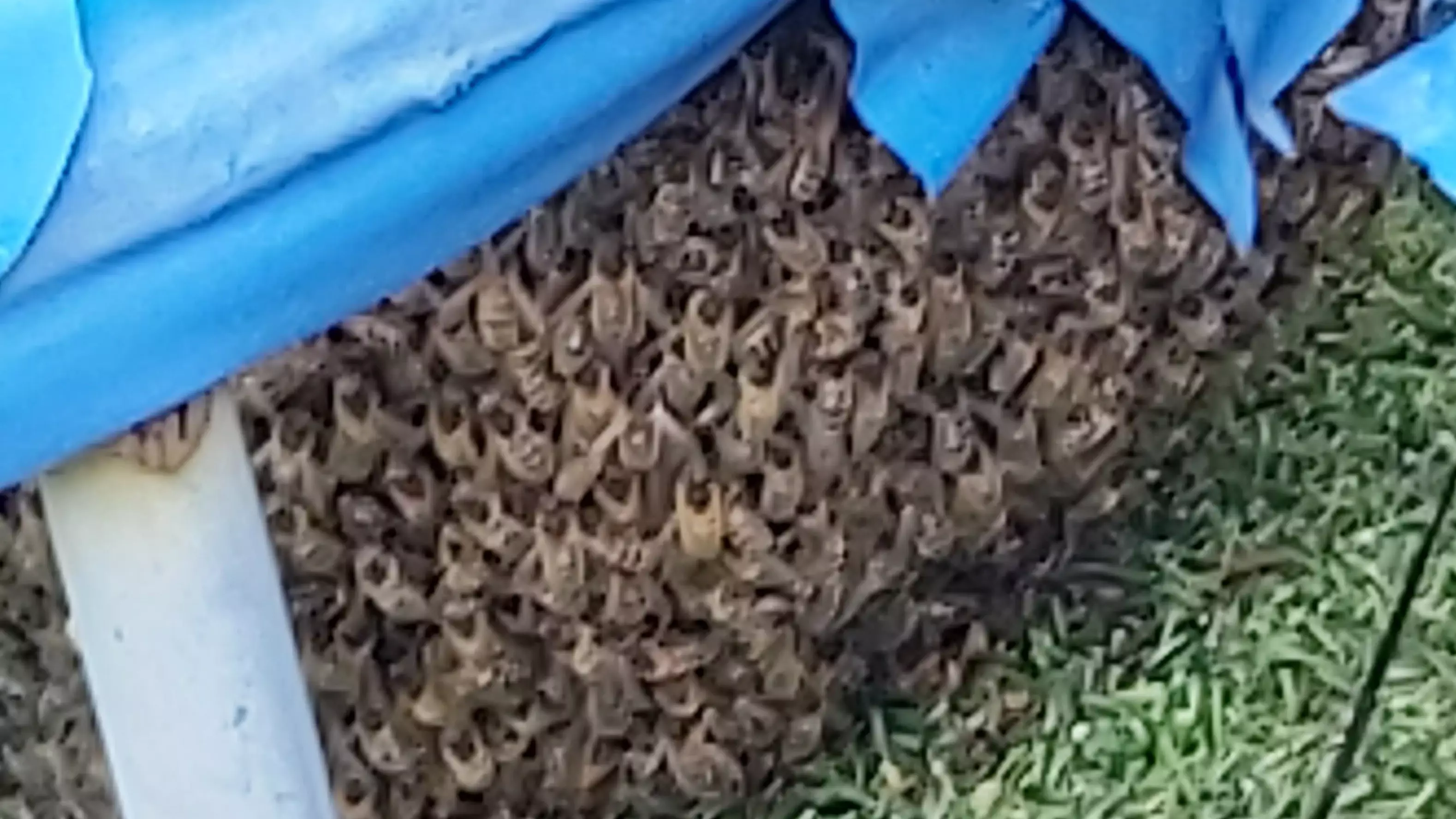 Family's Trampoline Invaded By Thousands Of Bees